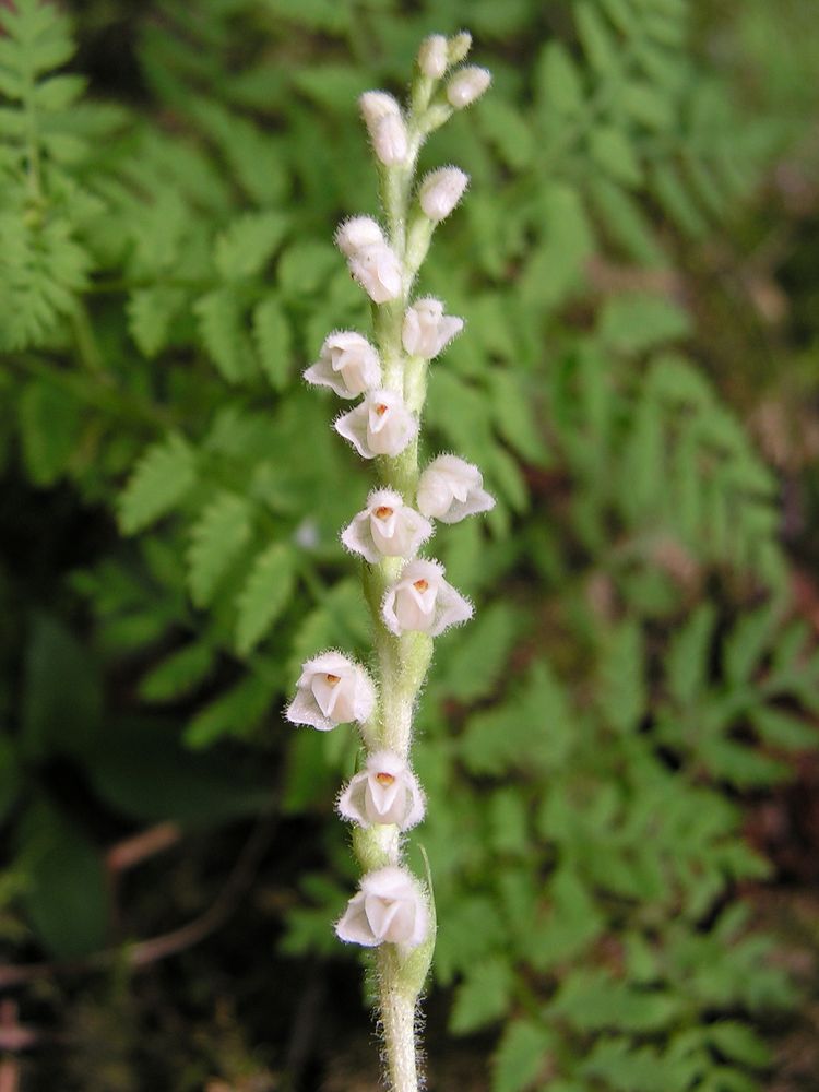 Image of Goodyera repens specimen.