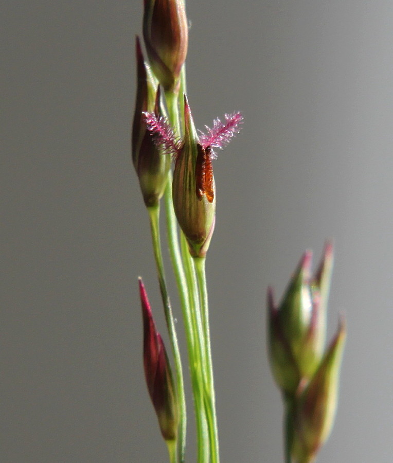 Изображение особи Panicum virgatum.