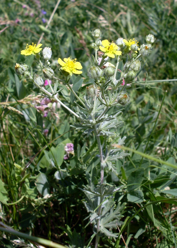 Image of Potentilla impolita specimen.