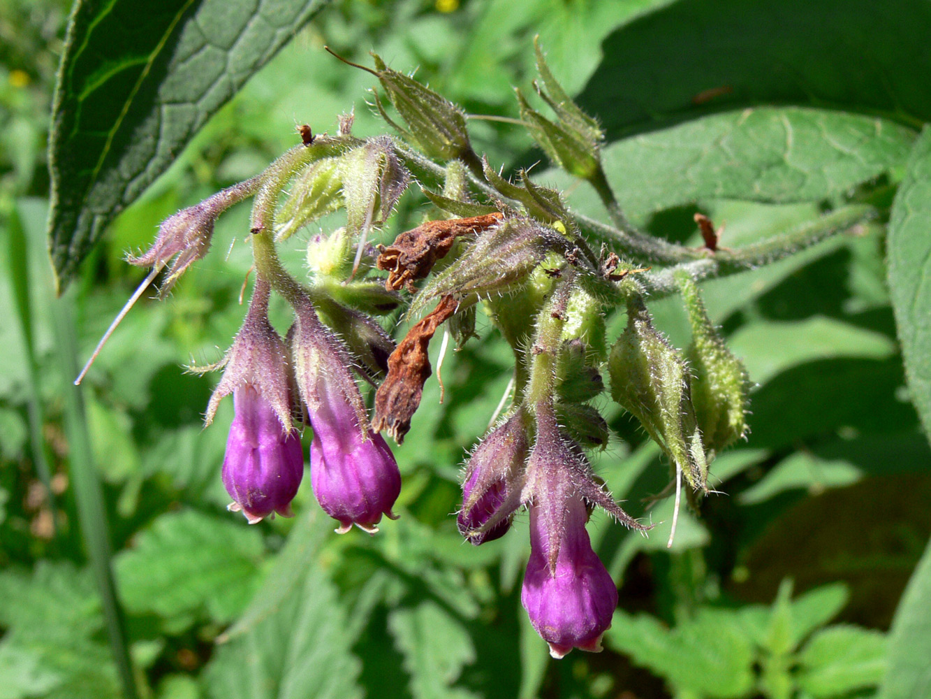 Image of Symphytum officinale specimen.