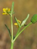 Ranunculus sceleratus