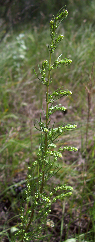 Изображение особи Artemisia campestris.