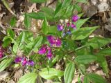 Lathyrus vernus. Цветущее растение. Чувашия, Козловский р-н, дер. Солдыбаево, широколиственный лес по правому берегу Волги. 5 мая 2012 года.