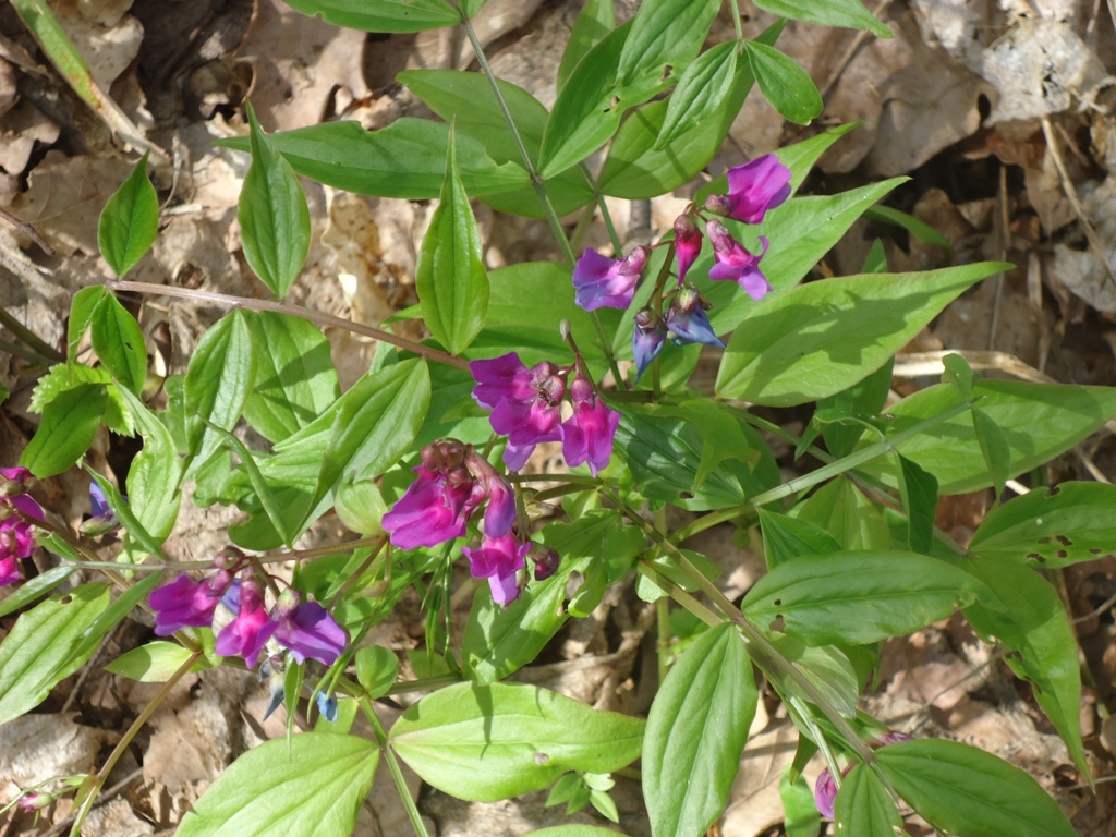 Изображение особи Lathyrus vernus.