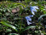 Scilla monanthos