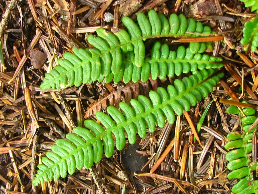 Image of Blechnum spicant specimen.