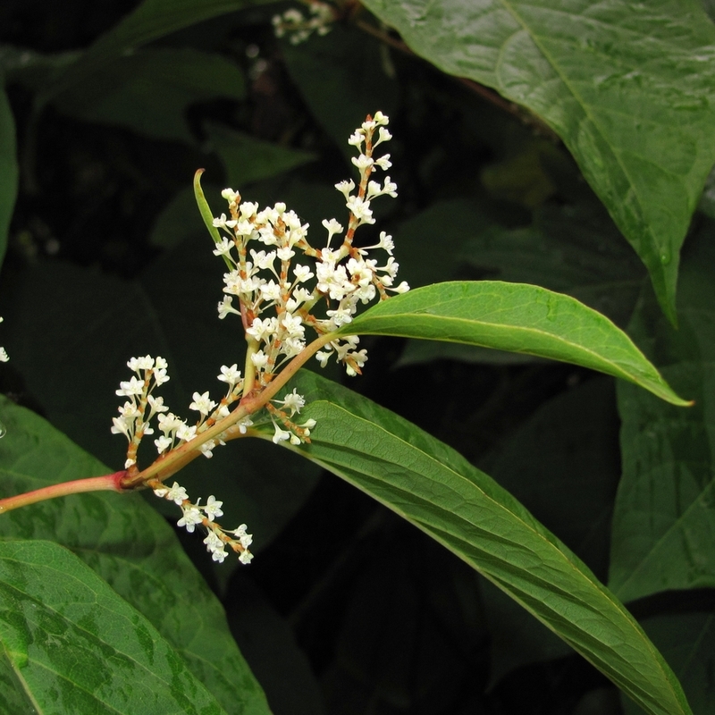 Image of Reynoutria japonica specimen.