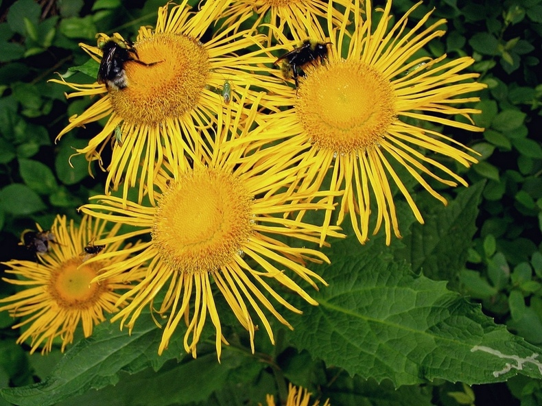 Изображение особи Telekia speciosa.