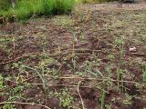 Phragmites australis