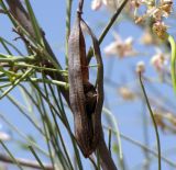 Moringa peregrina