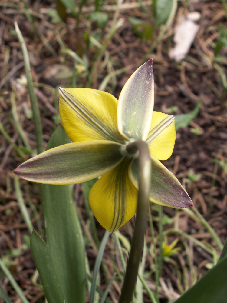 Image of Tulipa dasystemon specimen.