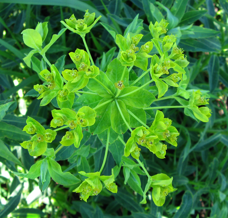 Изображение особи Euphorbia semivillosa.