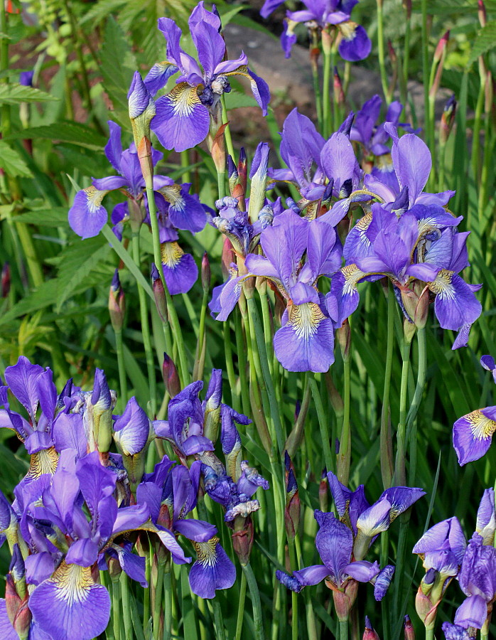 Image of Iris sanguinea specimen.