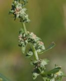 Atriplex nudicaulis. Часть соцветия. На прицветничках видны характерные мешковидные выросты. Мурманская обл., Североморский р-н, окр. пос. Росляково, литораль Кольского залива. 07.07.2013.