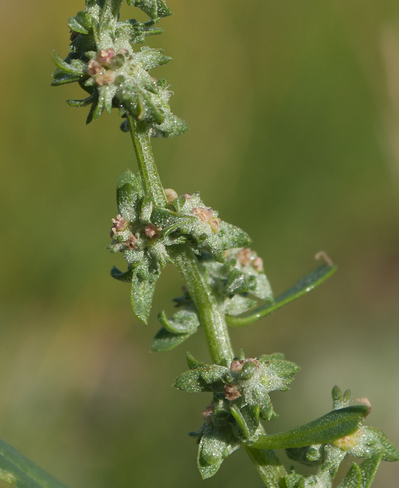 Image of Atriplex nudicaulis specimen.