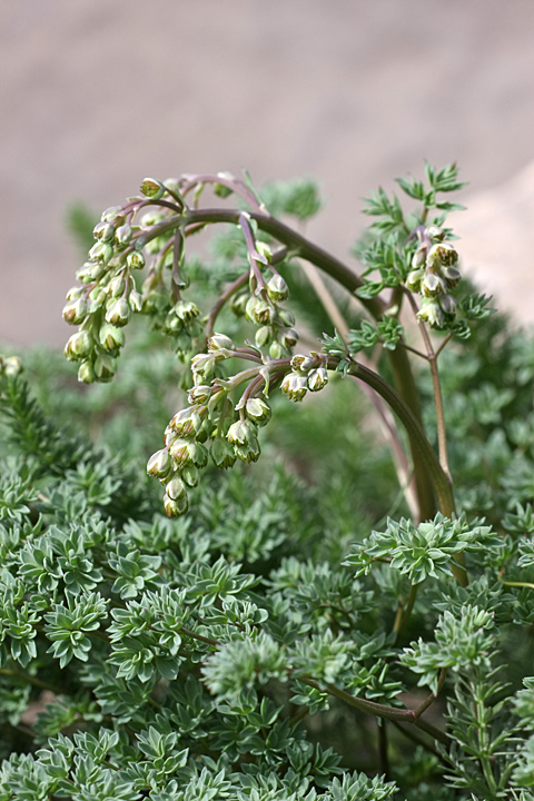 Image of Thalictrum isopyroides specimen.