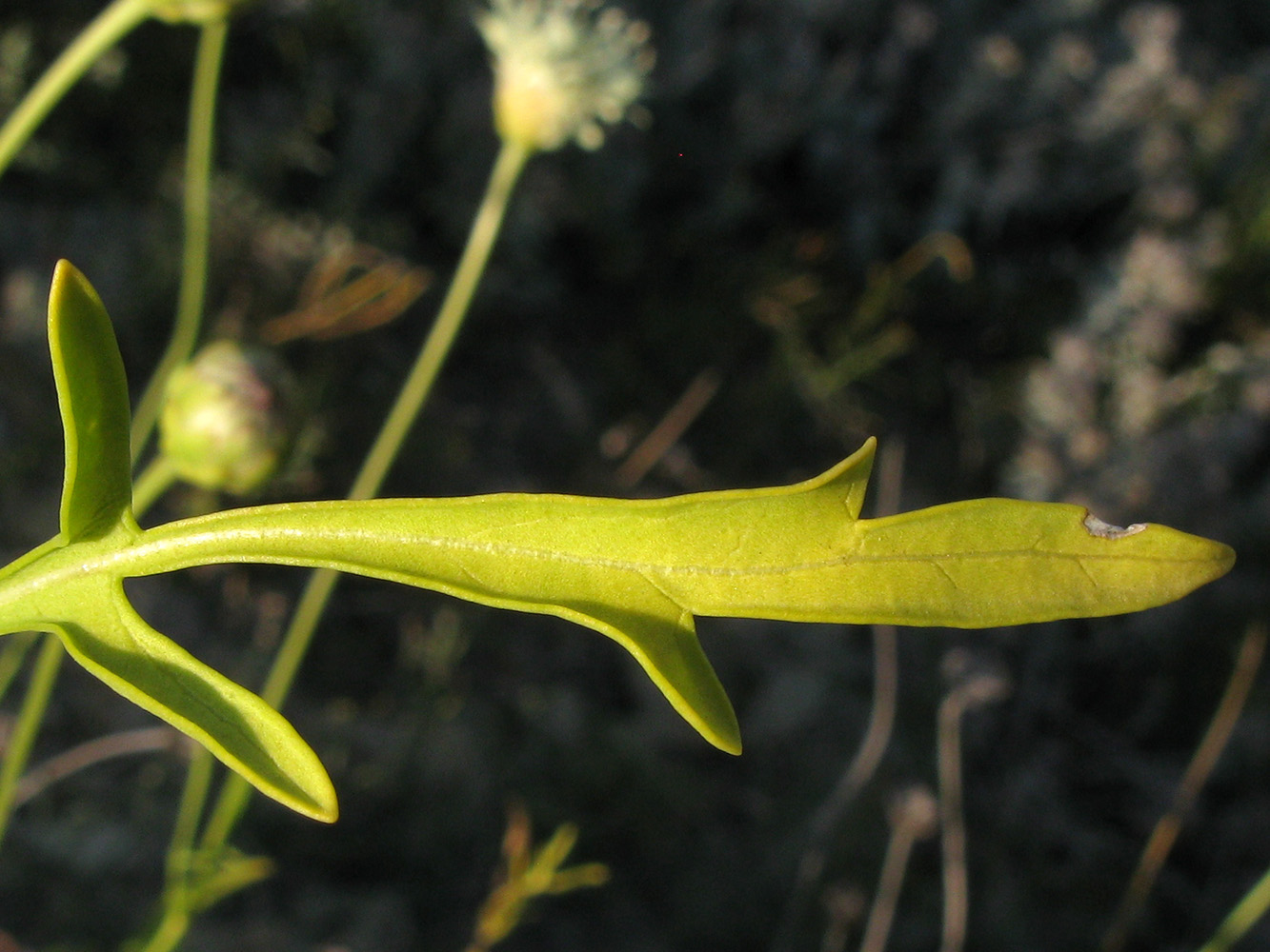 Изображение особи Cephalaria coriacea.