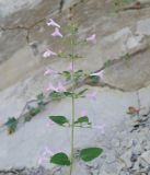 Clinopodium menthifolium