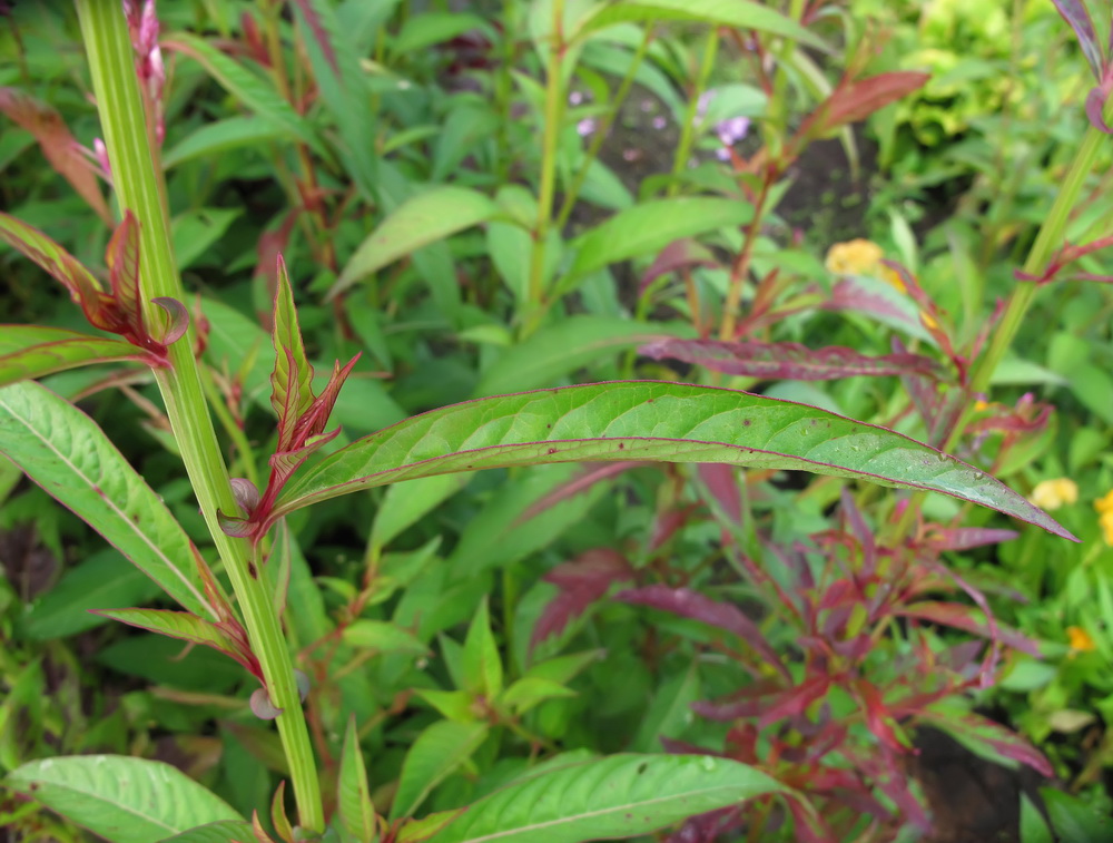 Image of Celosia spicata specimen.