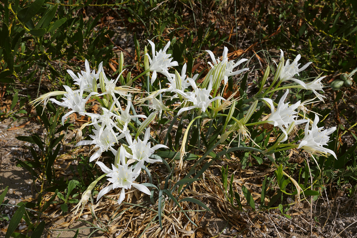 Изображение особи Pancratium maritimum.