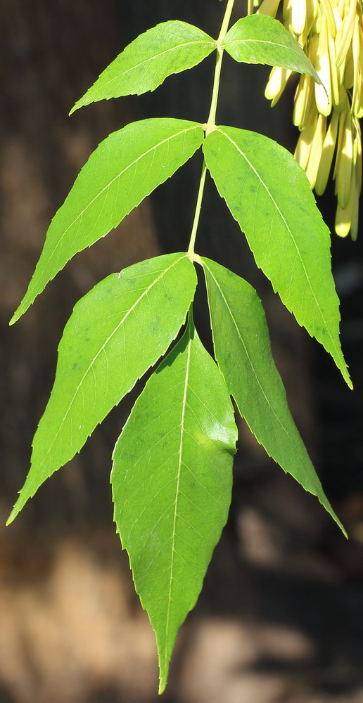 Image of Fraxinus pennsylvanica specimen.