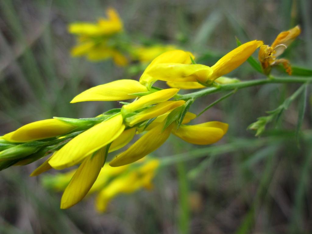 Изображение особи Genista tinctoria.