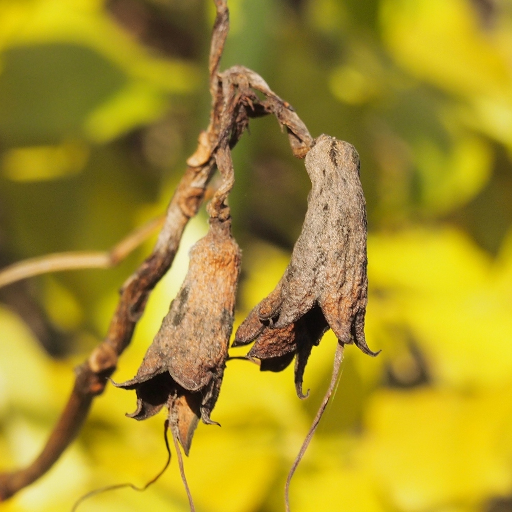 Image of Campsis radicans specimen.