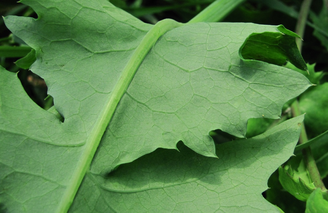 Изображение особи Sonchus oleraceus.