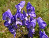 Aconitum macrorhynchum
