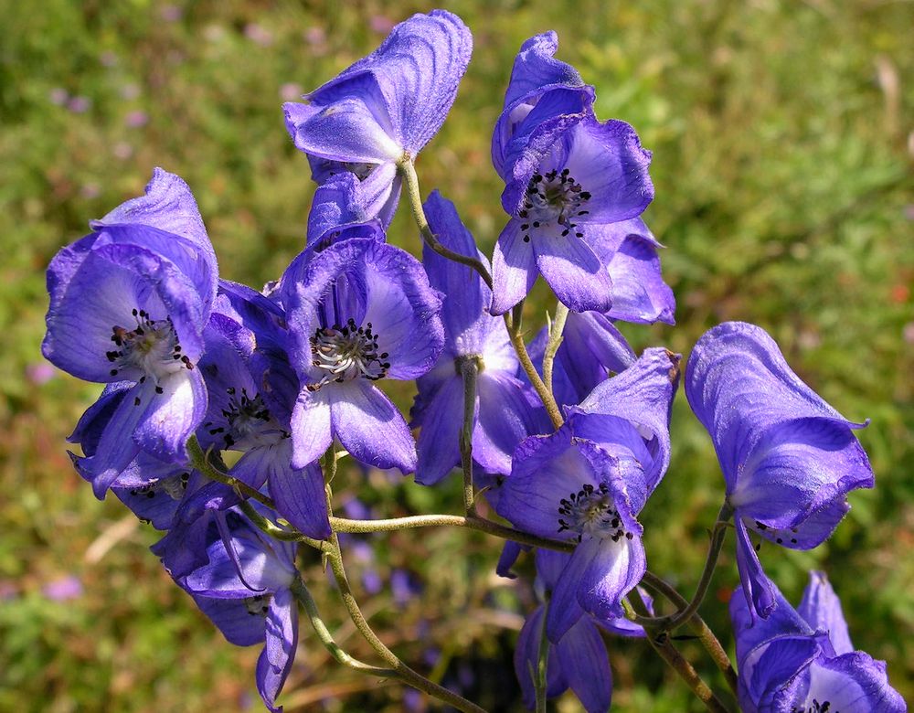 Image of Aconitum macrorhynchum specimen.