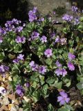 Primula marginata. Цветущие растения. Великобритания, Шотландия, Эдинбург, Royal Botanic Garden Edinburgh. 4 апреля 2008 г.