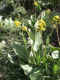 Ligularia alpigena