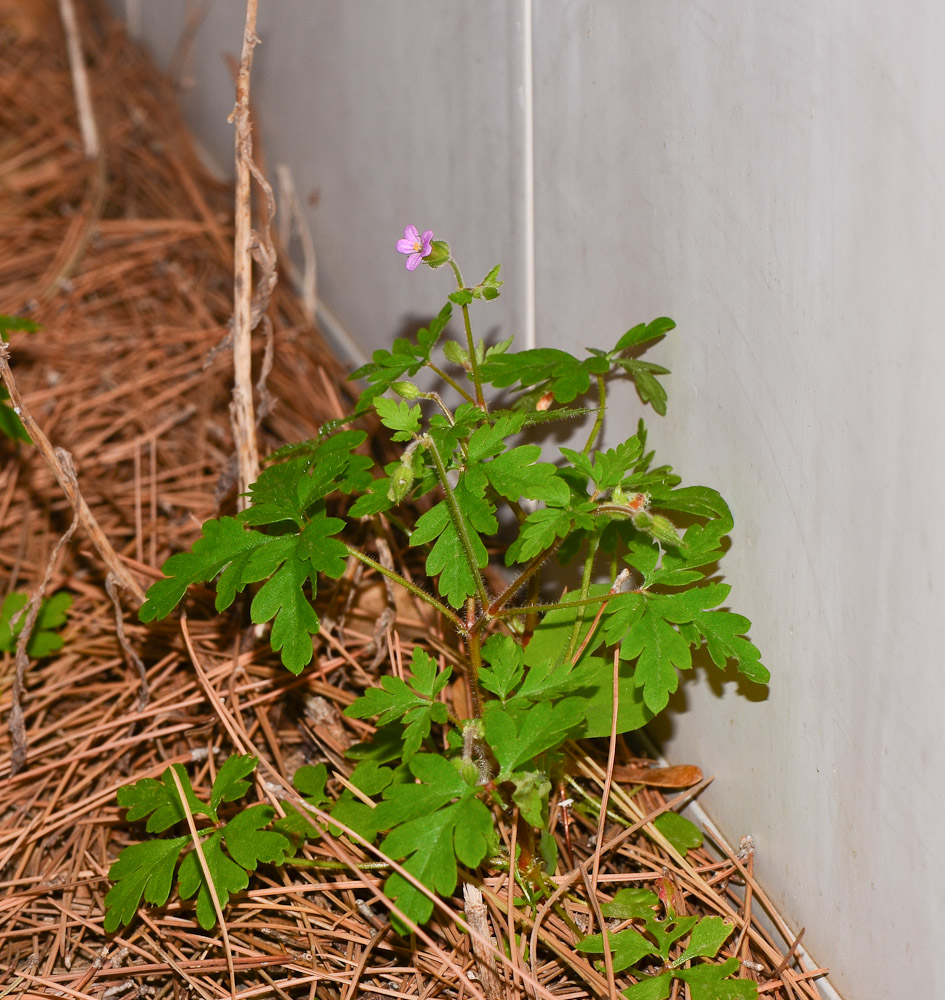 Image of Geranium robertianum specimen.