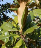 Magnolia grandiflora. Верхушка побега ('Edith Bogue'). Германия, г. Дюссельдорф, Ботанический сад университета. 02.03.2014.