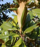 Magnolia grandiflora