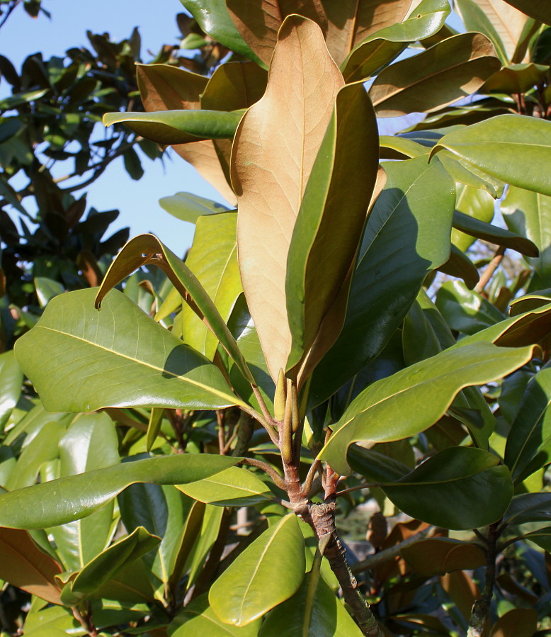 Image of Magnolia grandiflora specimen.
