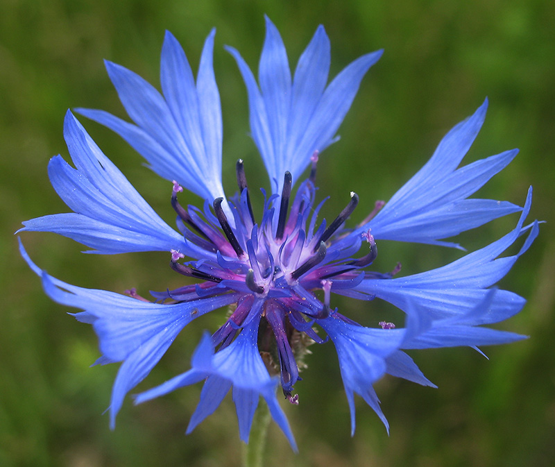 Изображение особи Centaurea cyanus.