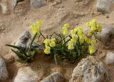 Linaria haelava