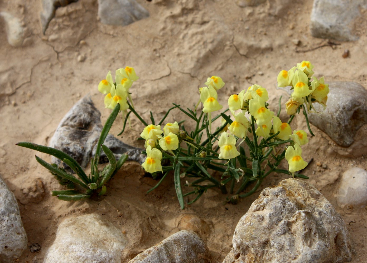 Изображение особи Linaria haelava.