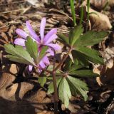 Anemone banketovii