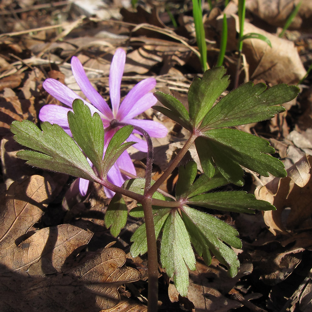 Изображение особи Anemone banketovii.