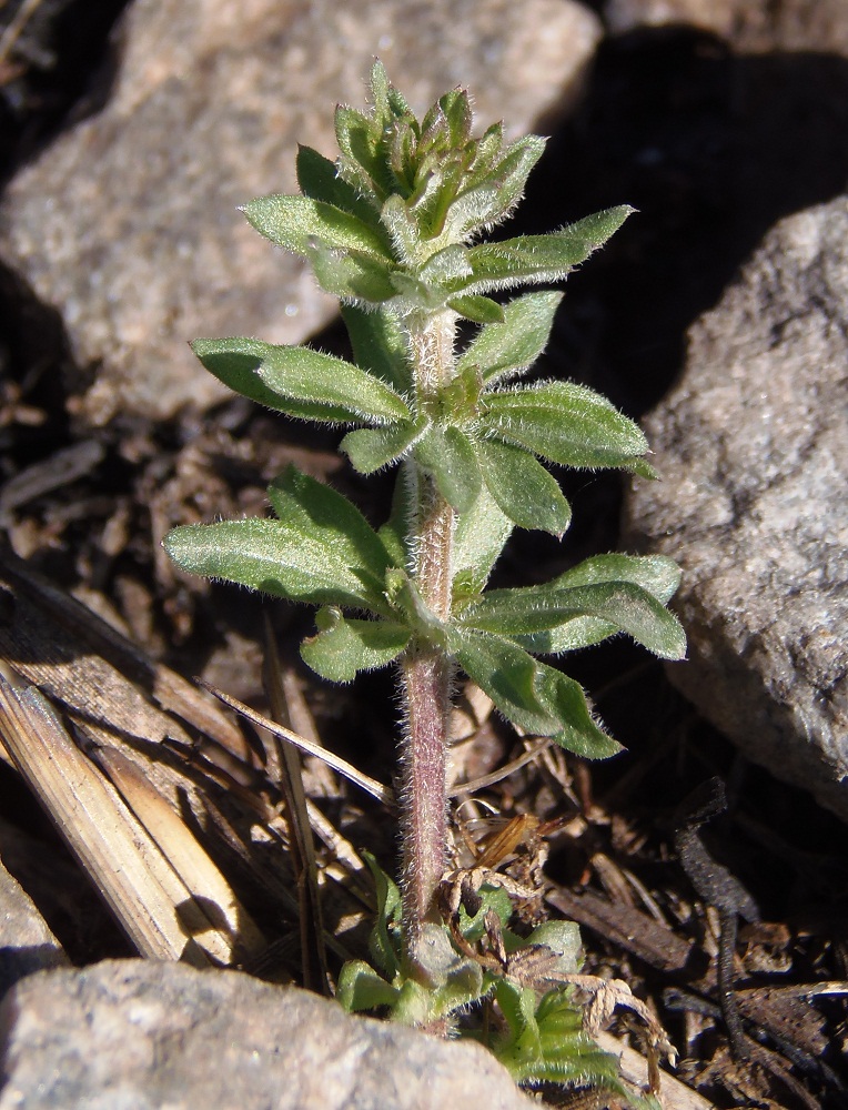 Изображение особи род Galium.