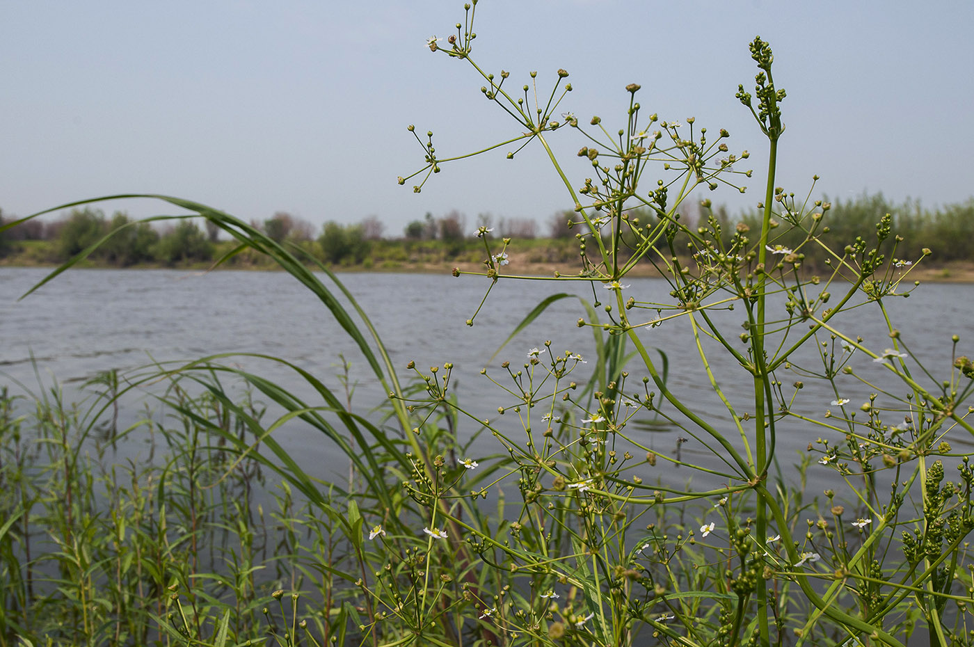 Image of Alisma plantago-aquatica specimen.