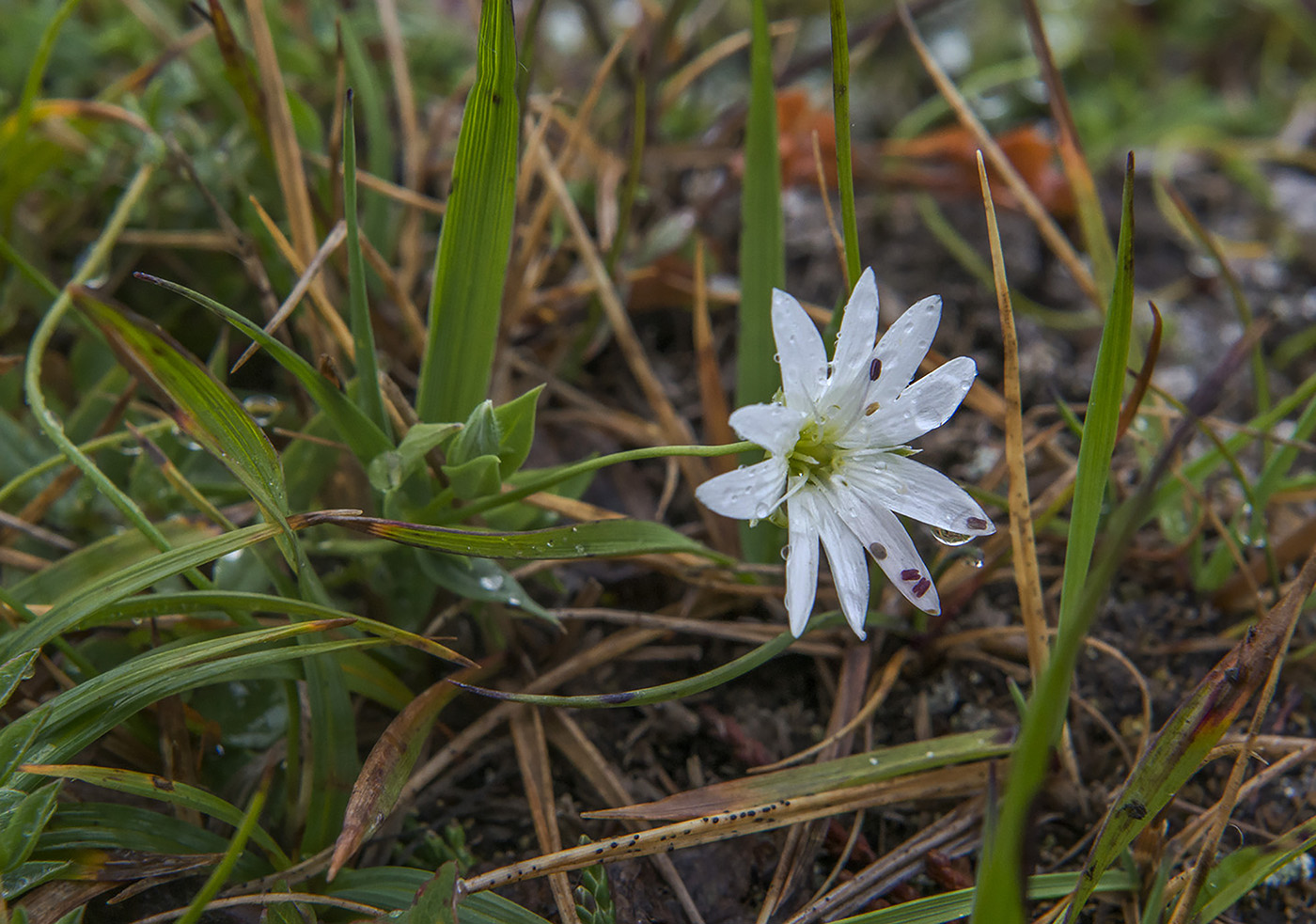 Изображение особи род Stellaria.