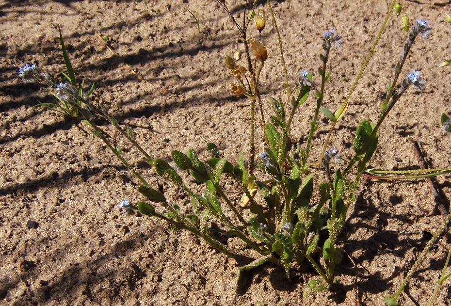 Image of Myosotis micrantha specimen.