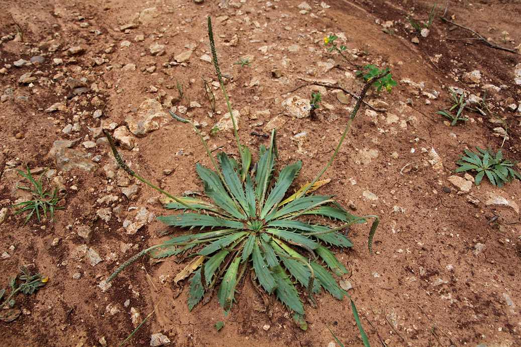 Изображение особи Plantago serraria.