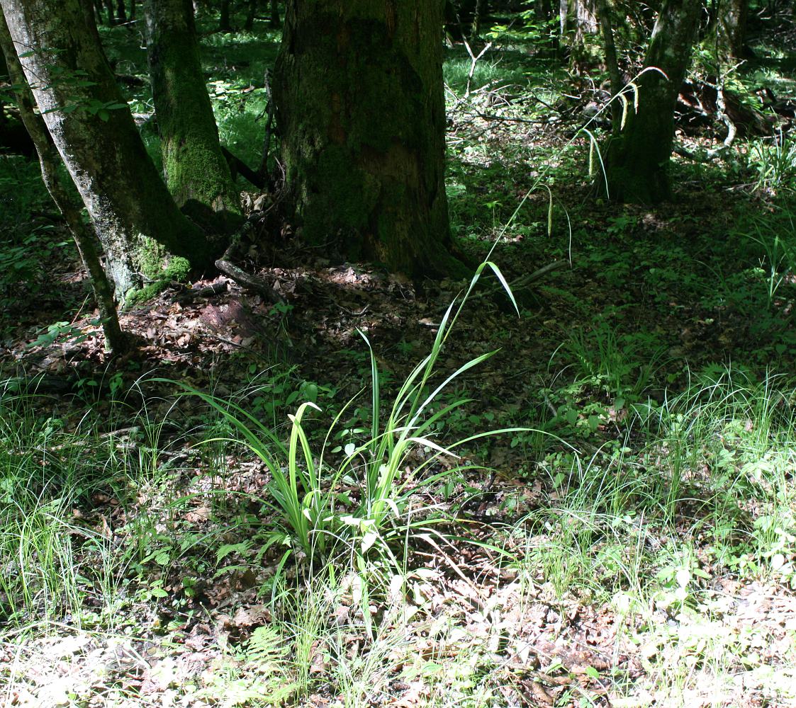 Изображение особи Carex pendula.