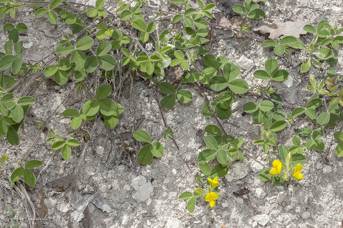 Изображение особи Argyrolobium biebersteinii.