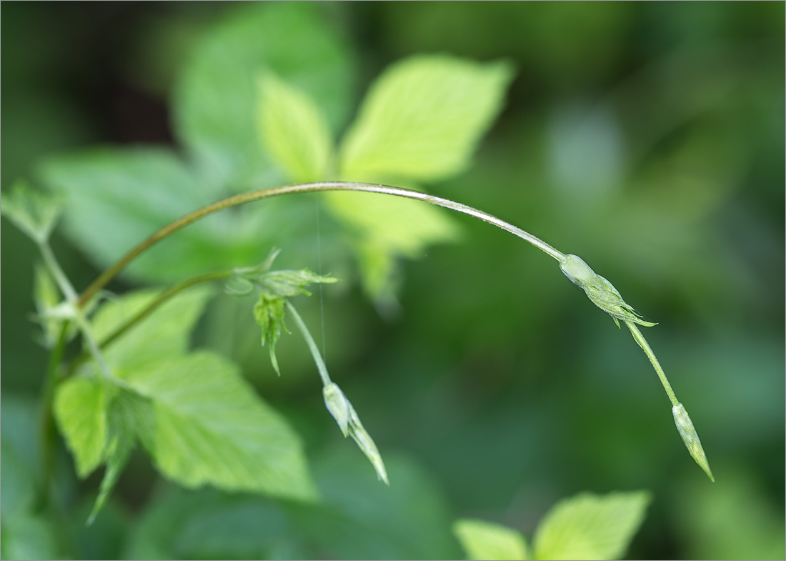 Image of Humulus lupulus specimen.