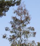 Eucalyptus perriniana. Верхняя часть кроны цветущего растения ('Spinning Gum'). Германия, г. Дюссельдорф, Ботанический сад университета. 02.06.2014.
